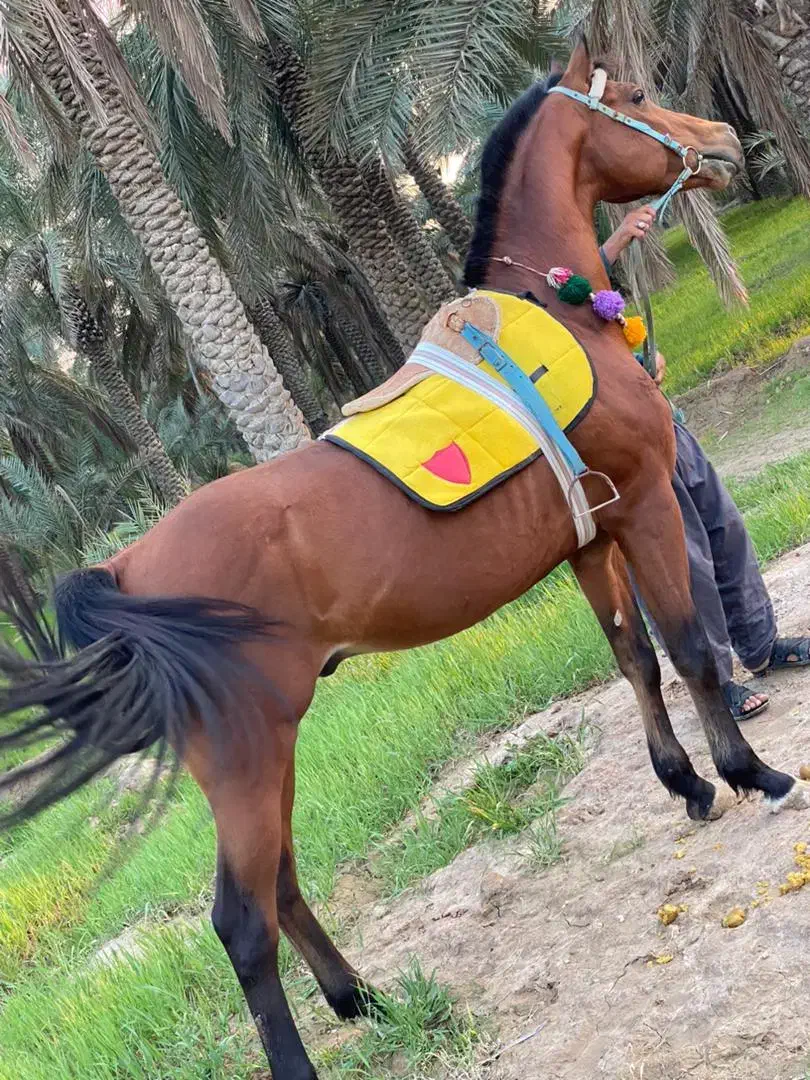 اسب|اسب و تجهیزات اسب‌سواری|رامشیر, |دیوار