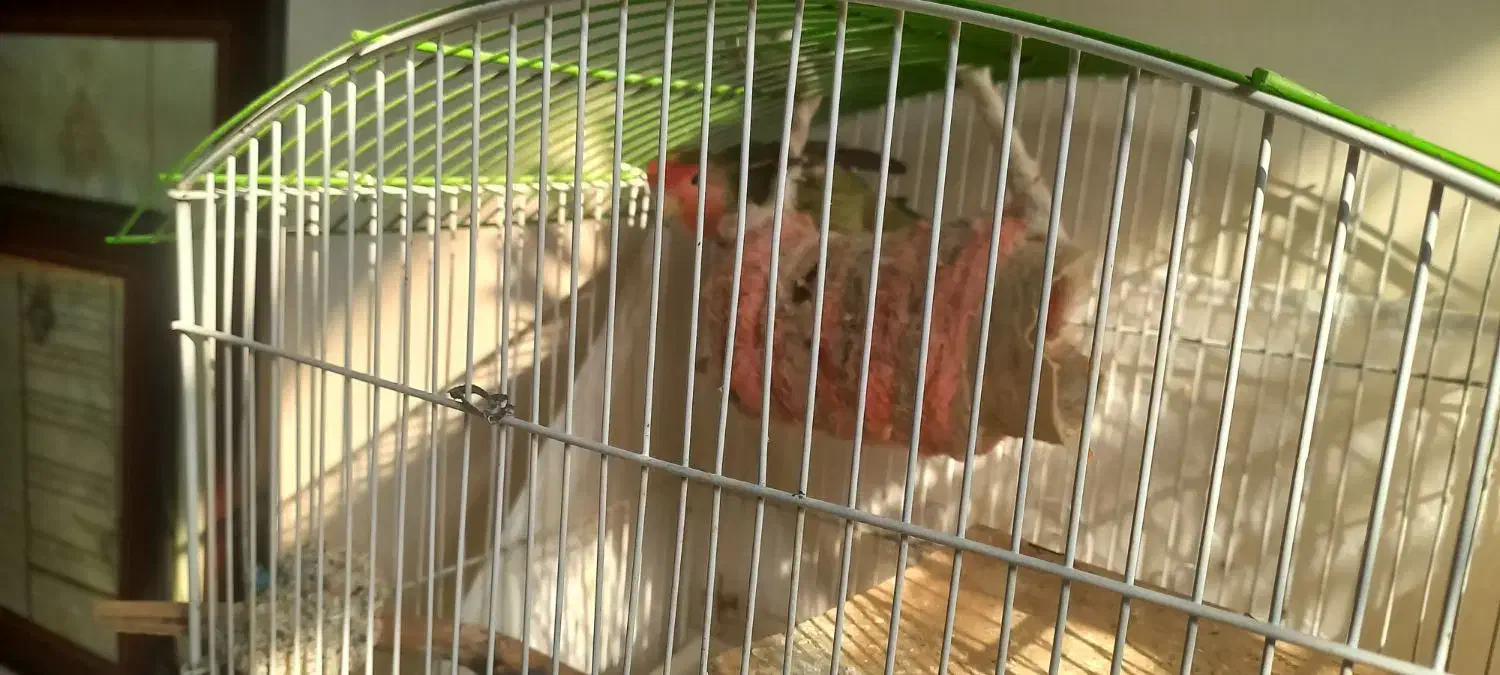 دوطوطی برزیلی استثنایی|پرنده|لواسان, |دیوار