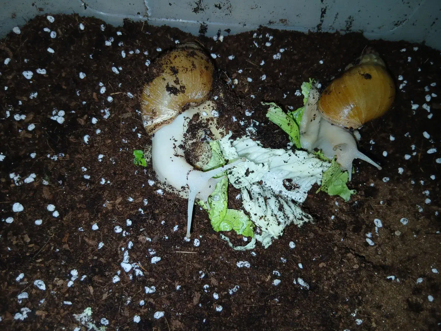 حلزون بالغ ومولد|خزنده|قرچک, صالح آباد|دیوار