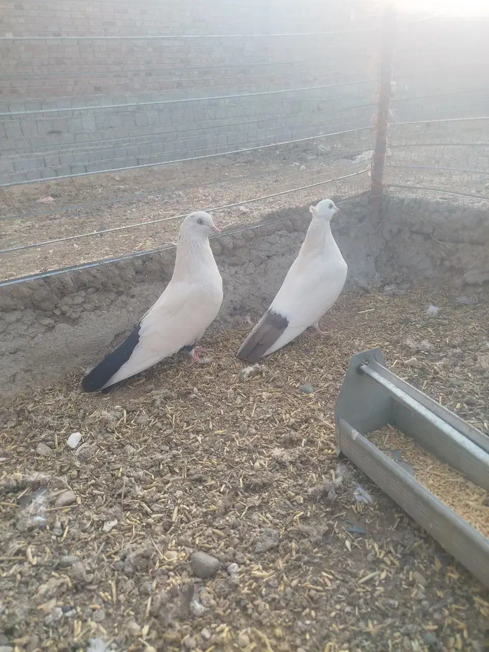 3 جفت دمبی|پرنده|ملکان, |دیوار