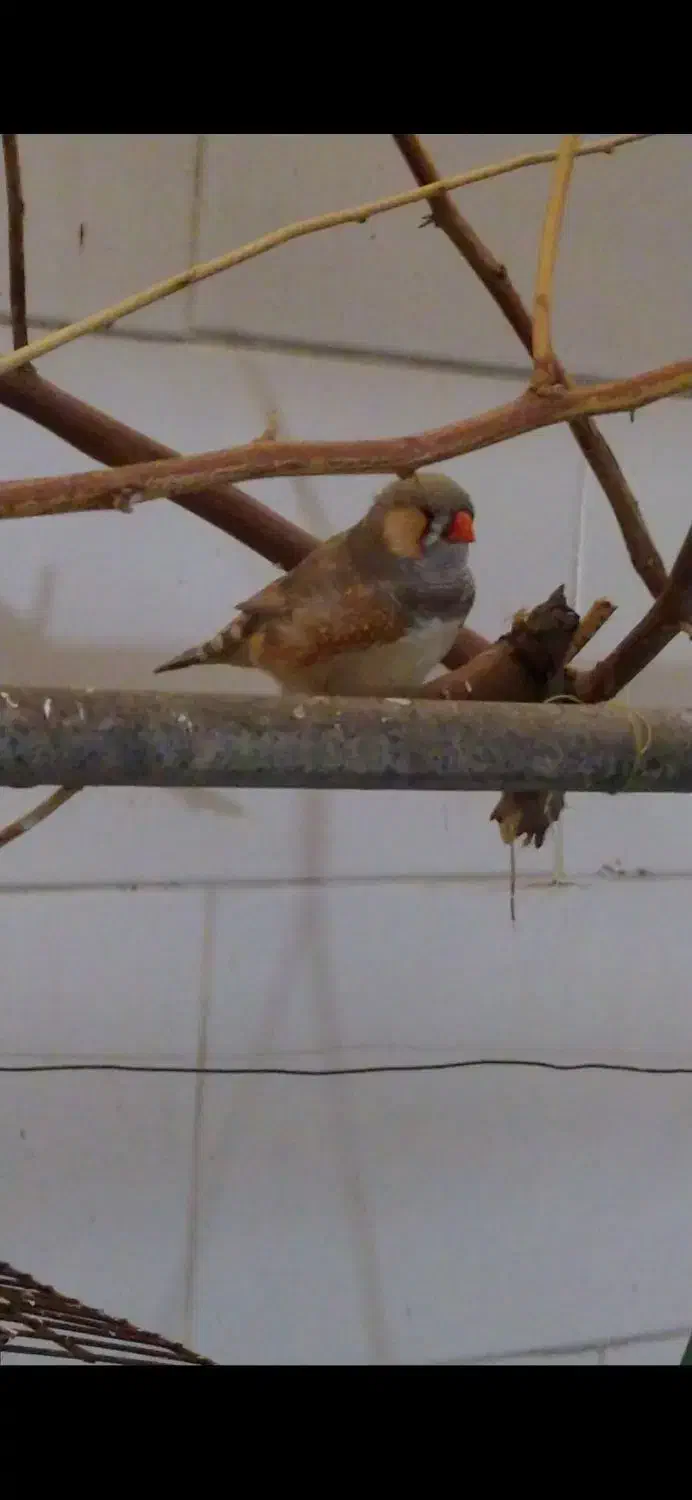 فنچ رنگ پاستیل|پرنده|اهواز, منازل کارون|دیوار