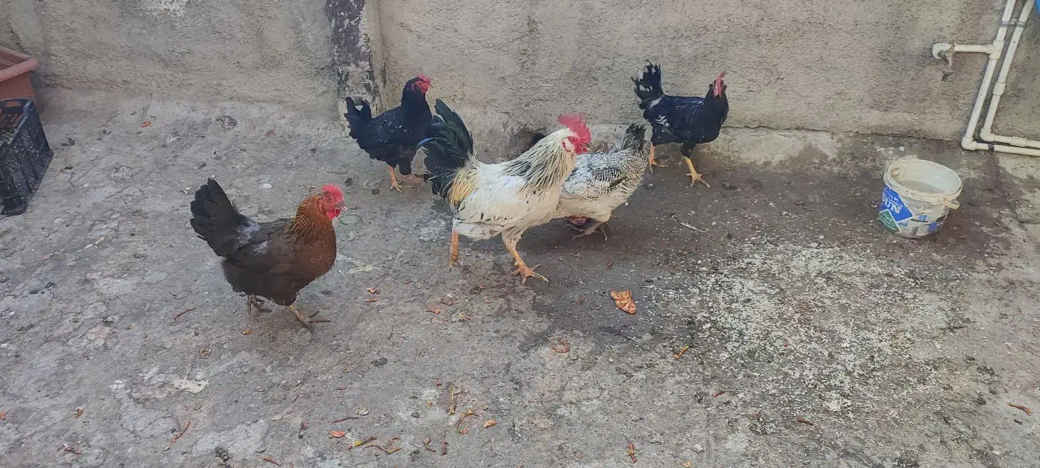 مرغ وخروس|حیوانات مزرعه|شهریار, رضی آباد بالا|دیوار