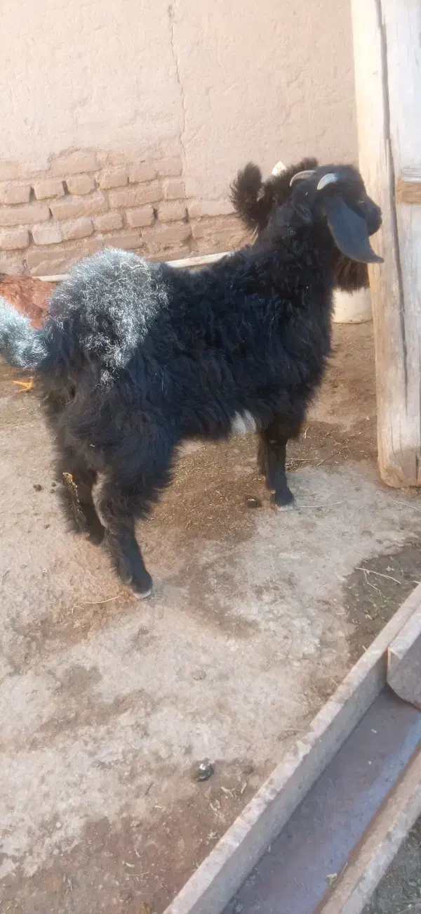 2عدد بزغاله|حیوانات مزرعه|بناب, |دیوار