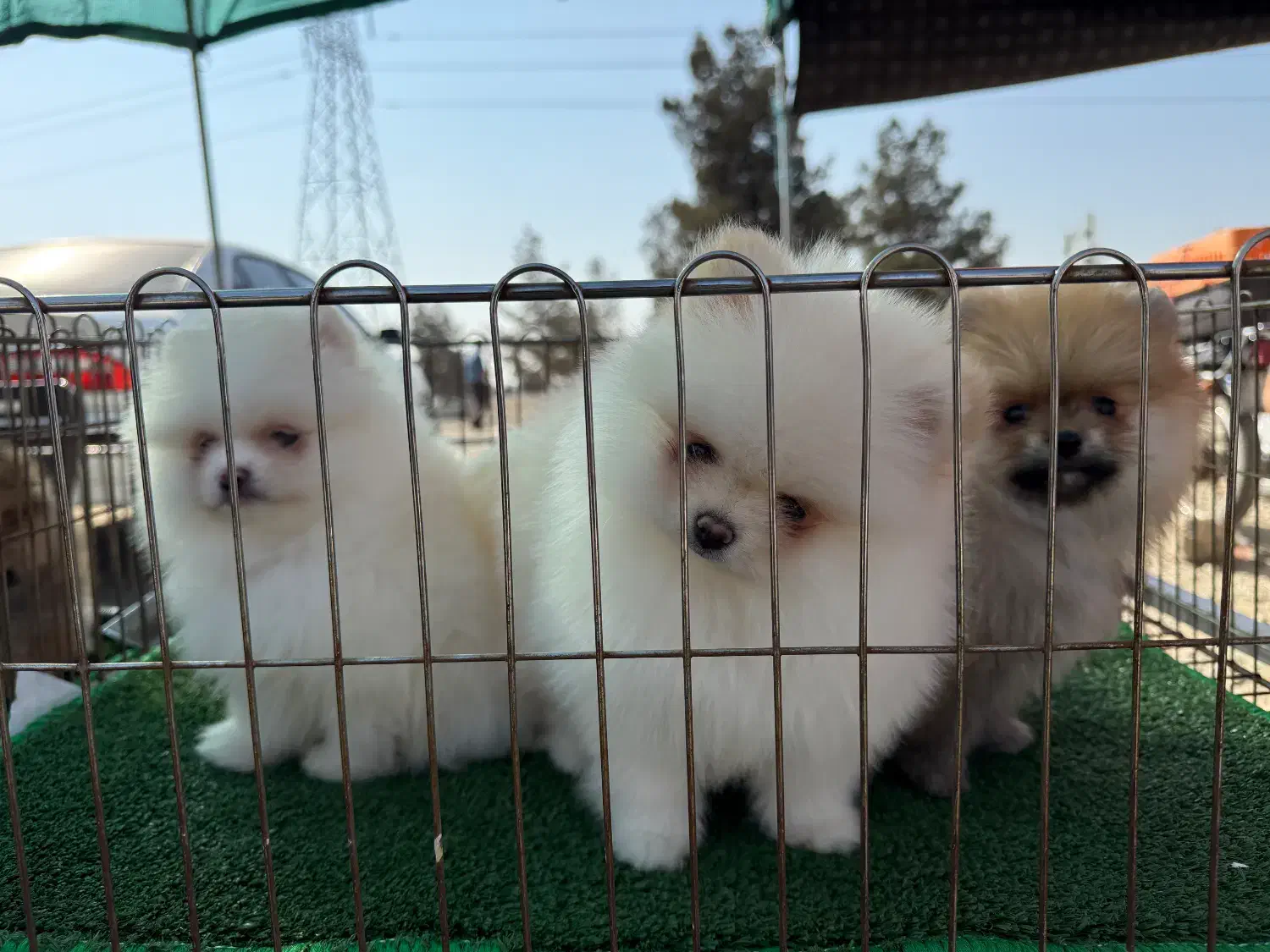 پامرانین|سگ|تبریز, |دیوار