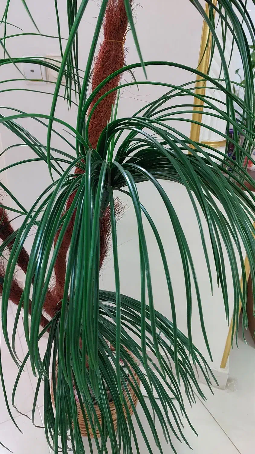 نخل مصنوعی|گل مصنوعی|شیراز, غدیر جنوبی|دیوار