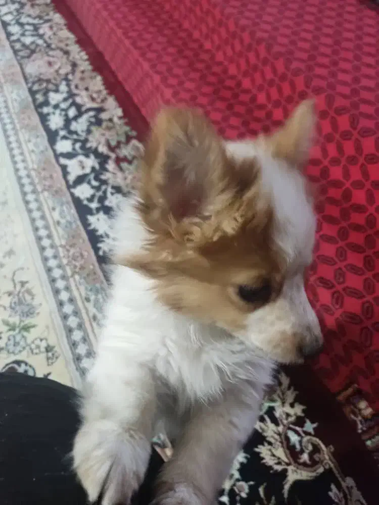 سگ پا کوتاه|سگ|مرودشت, رودبال|دیوار