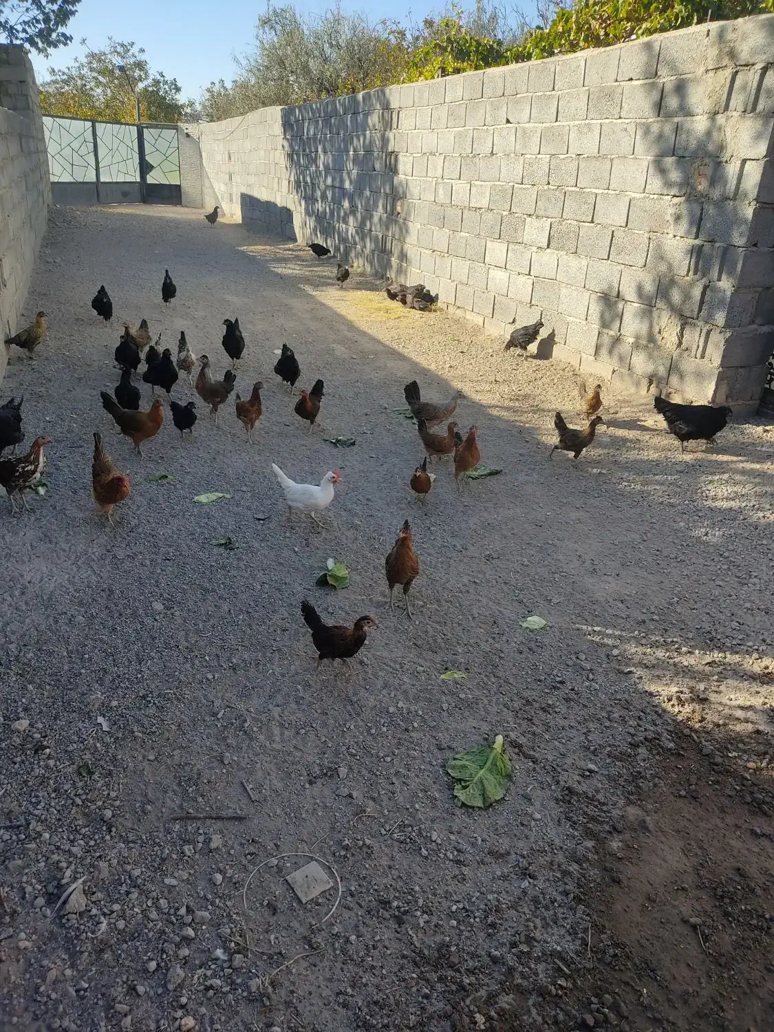 نیمچه گلین لری و تخم نطفه دار استرالوپ ویاندوت|حیوانات مزرعه|تبریز, |دیوار