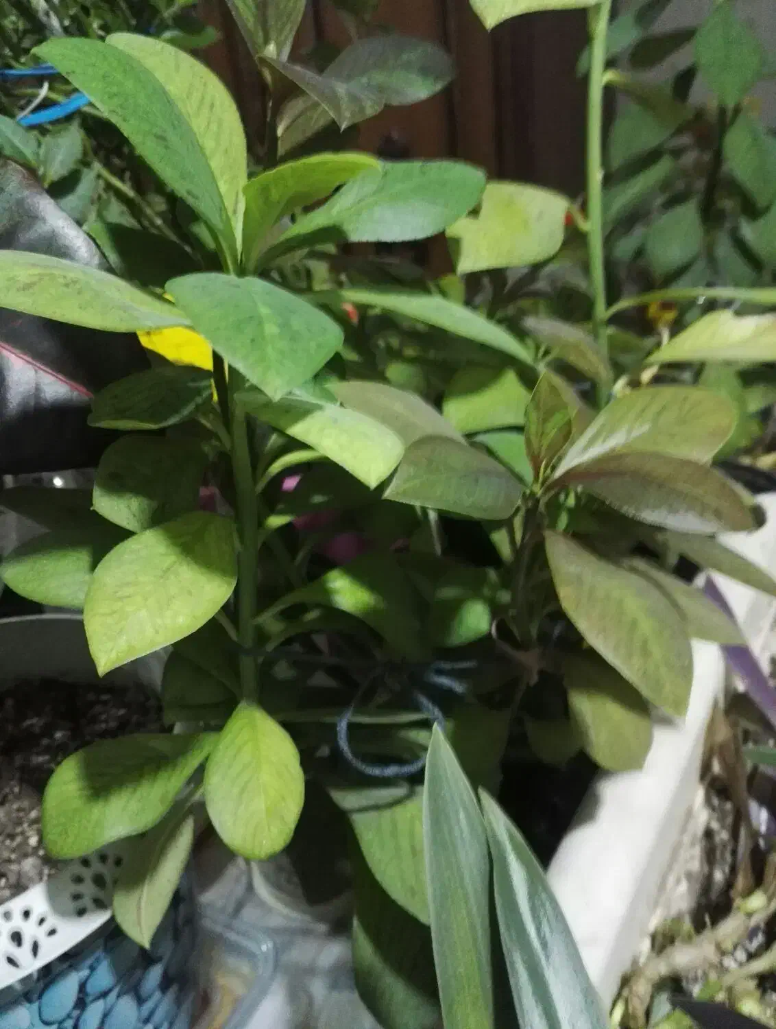 گل های اپارتمانی|گل و گیاه طبیعی|سیرجان, |دیوار