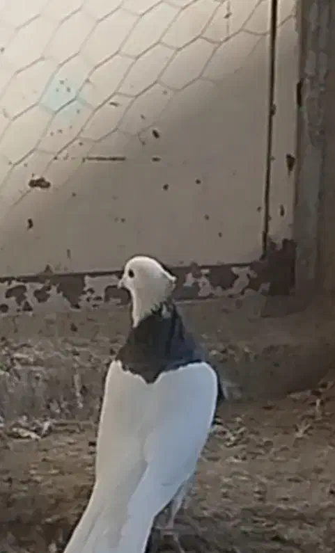 طوقی|پرنده|فامنین, |دیوار