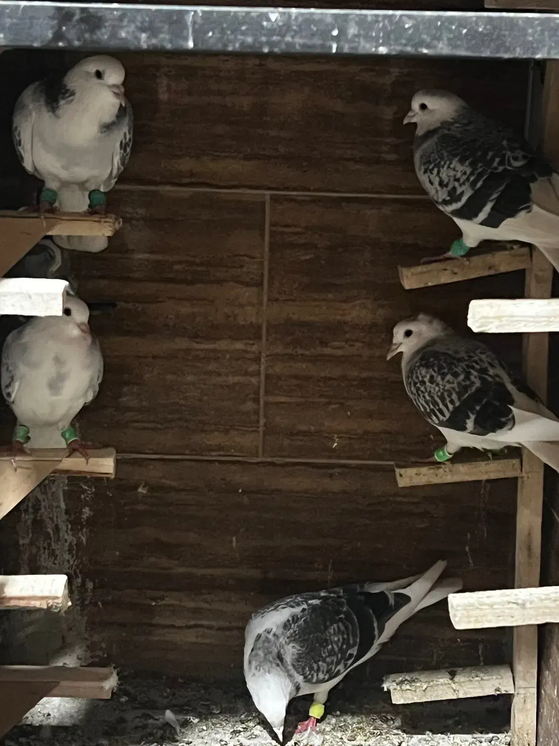 کبوتر|پرنده|بندرعباس, |دیوار