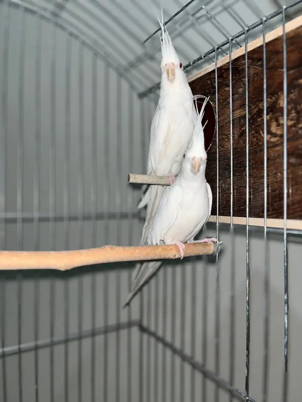 عروس هلندی البینو و دوکت مولد|پرنده|تهران, تهرانسر شمالی|دیوار