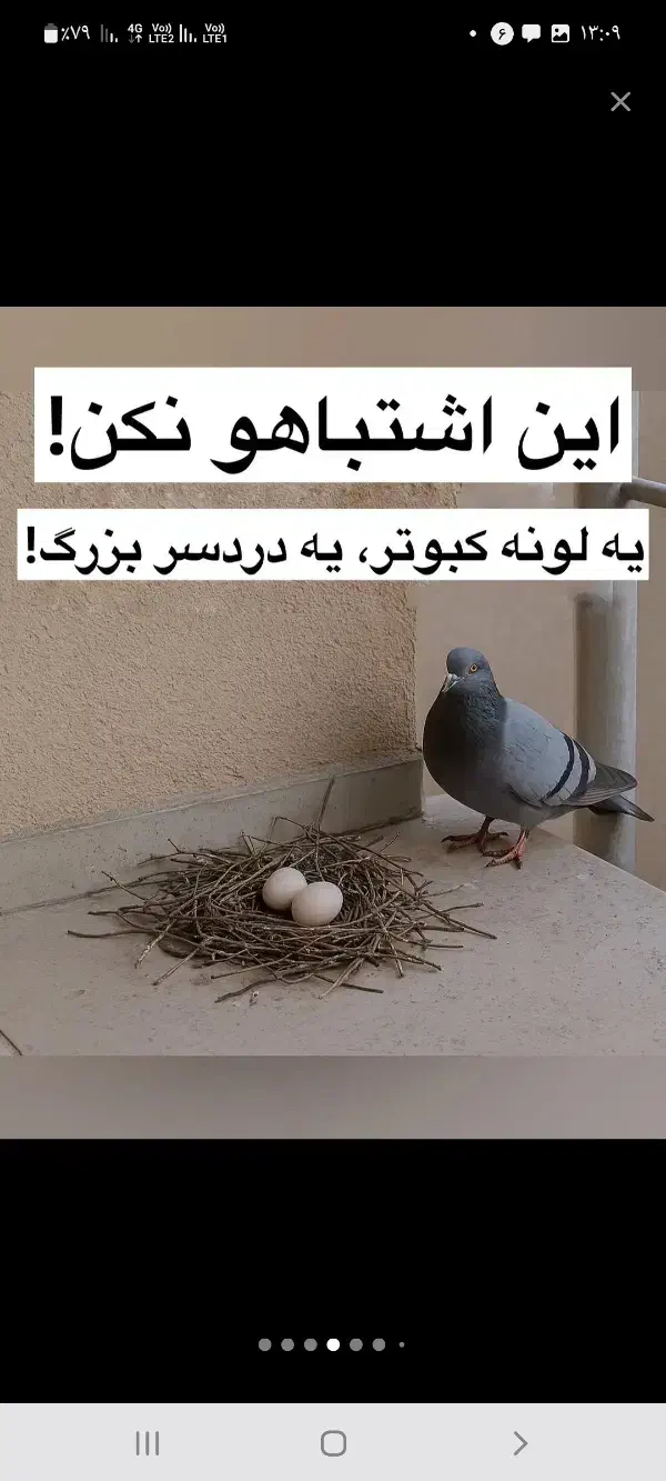 سمپاشی ساس سم پاشی سوسک با تضمین|خدمات نظافت|رباطکریم, رباطکریم|دیوار