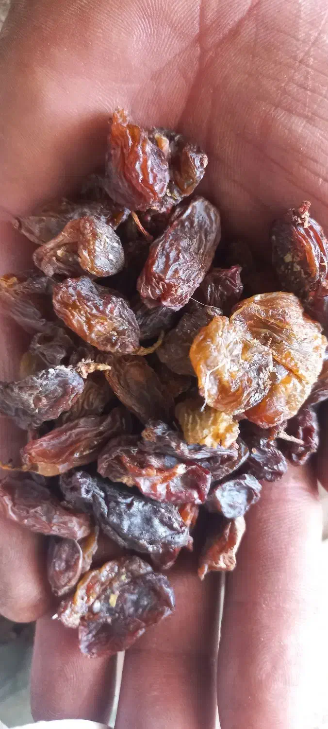 کشمش مویز آفتابی کاشمر،شیراز، تمیز بدون هسته|خوردنی و آشامیدنی|نجفآباد, حومه نجف آباد|دیوار