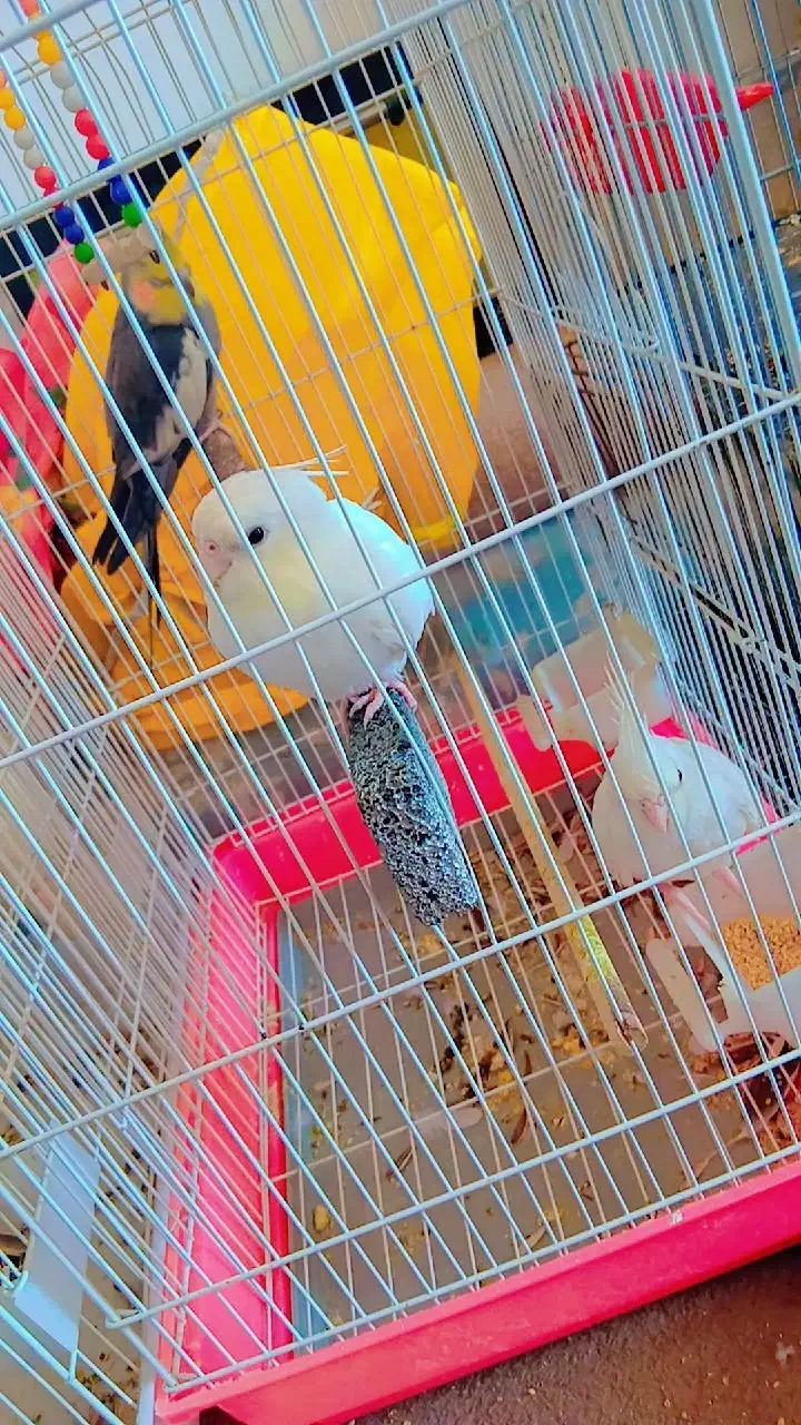 عروس|پرنده|گرگان, |دیوار