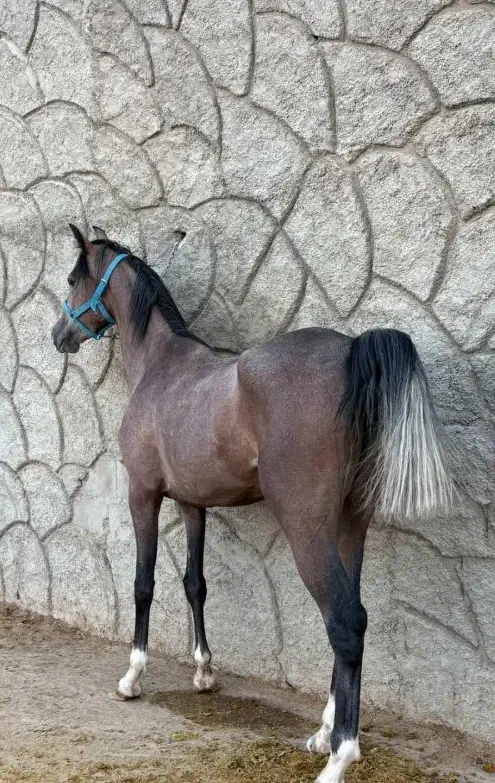 اسب دم گیر و شجره دار|اسب و تجهیزات اسب‌سواری|اصفهان, قهجاورستان|دیوار