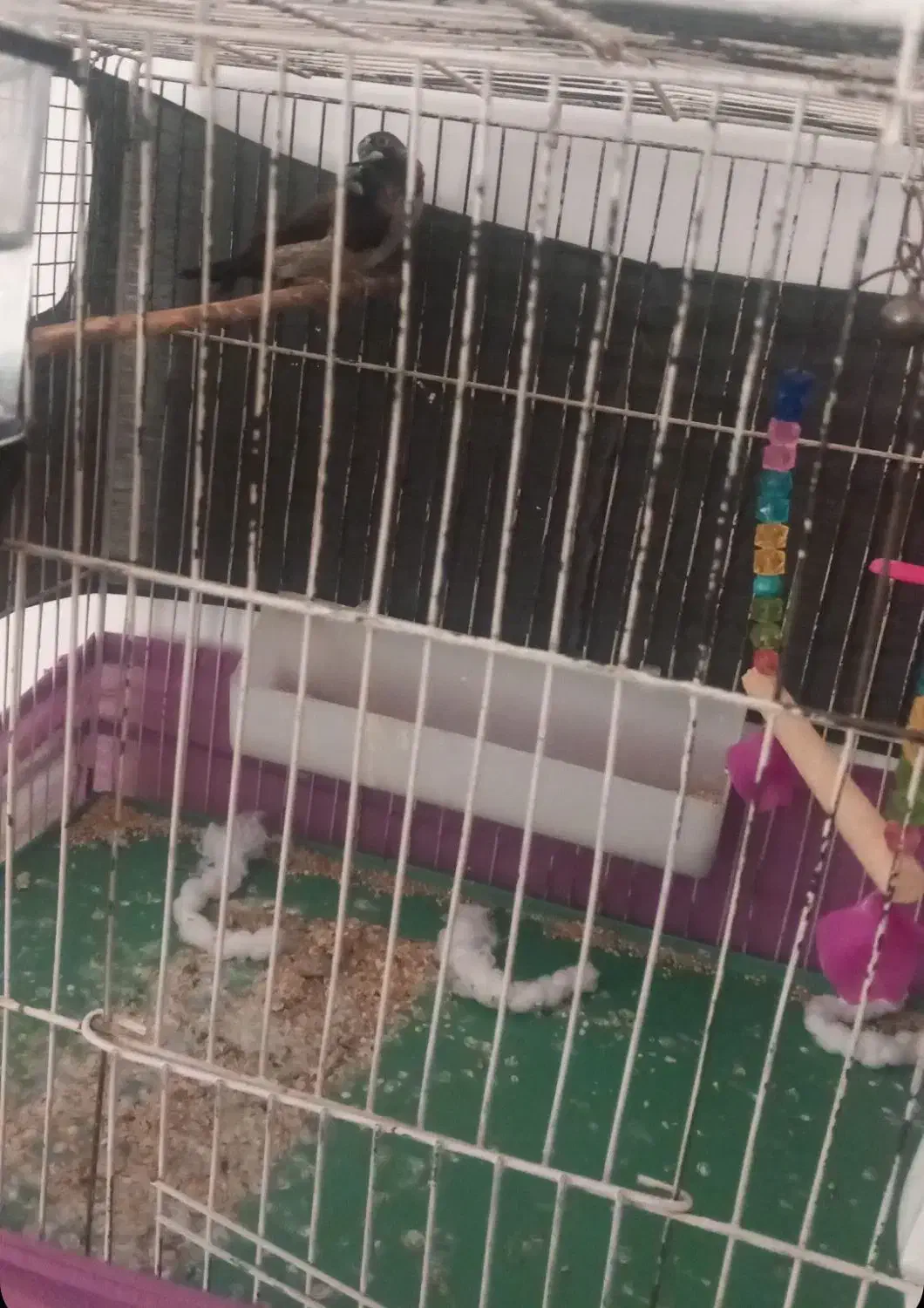 چاقو شکار خوش دست 30سانتی|کوهنوردی و کمپینگ|قزوین, |دیوار