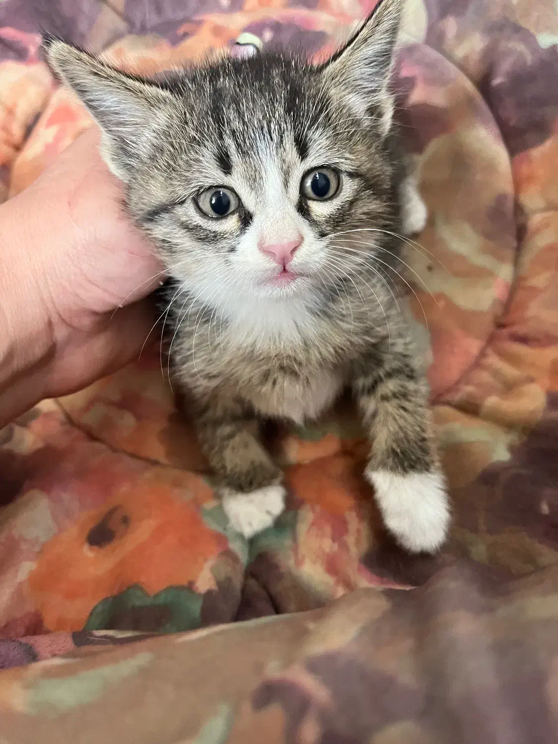 واگذاری به شخص متعهد و حیوان دوست|گربه|کرمان, |دیوار