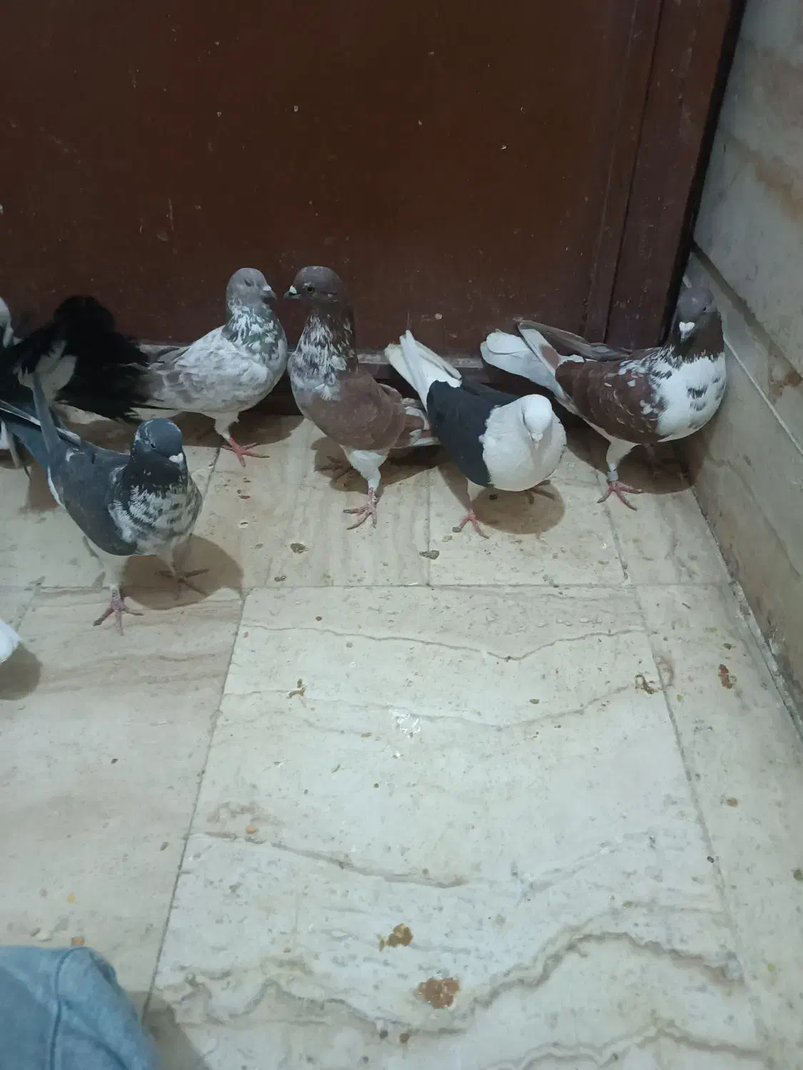 کفتر رباط کریم|پرنده|رباط‌کریم, رباط‌کریم|دیوار