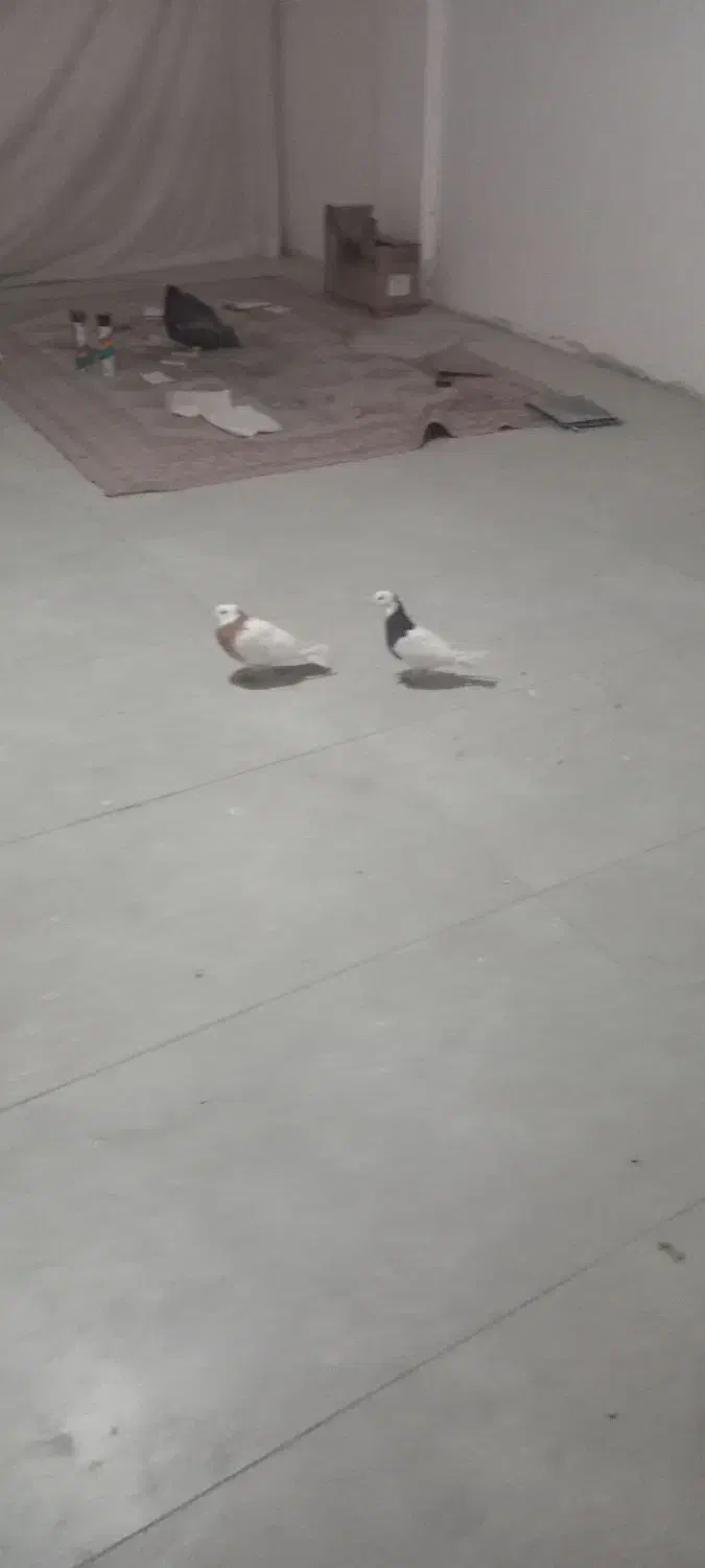 کبوتر طوقی|پرنده|مشهد, نیروی هوایی|دیوار