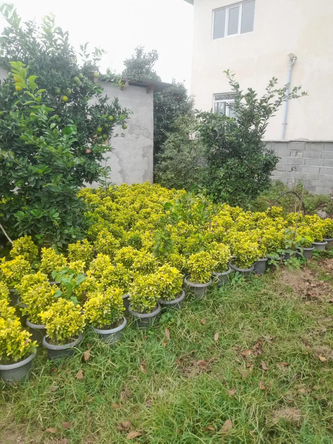 فروش فوری شمشادطلایی|گل و گیاه طبیعی|نشتارود, |دیوار