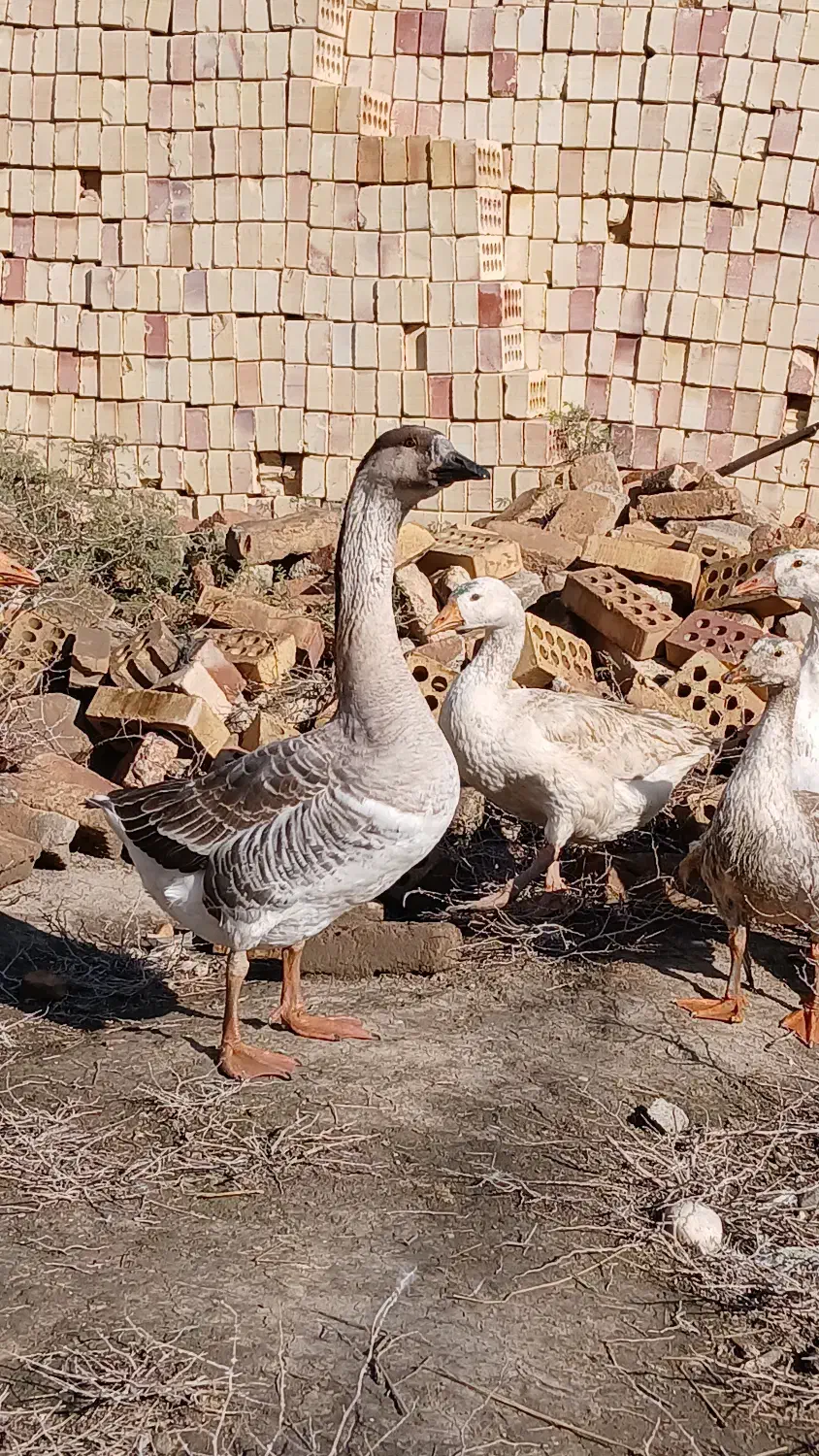 قوغاز سفید و آفریقایی|حیوانات مزرعه|گنبد کاووس, |دیوار