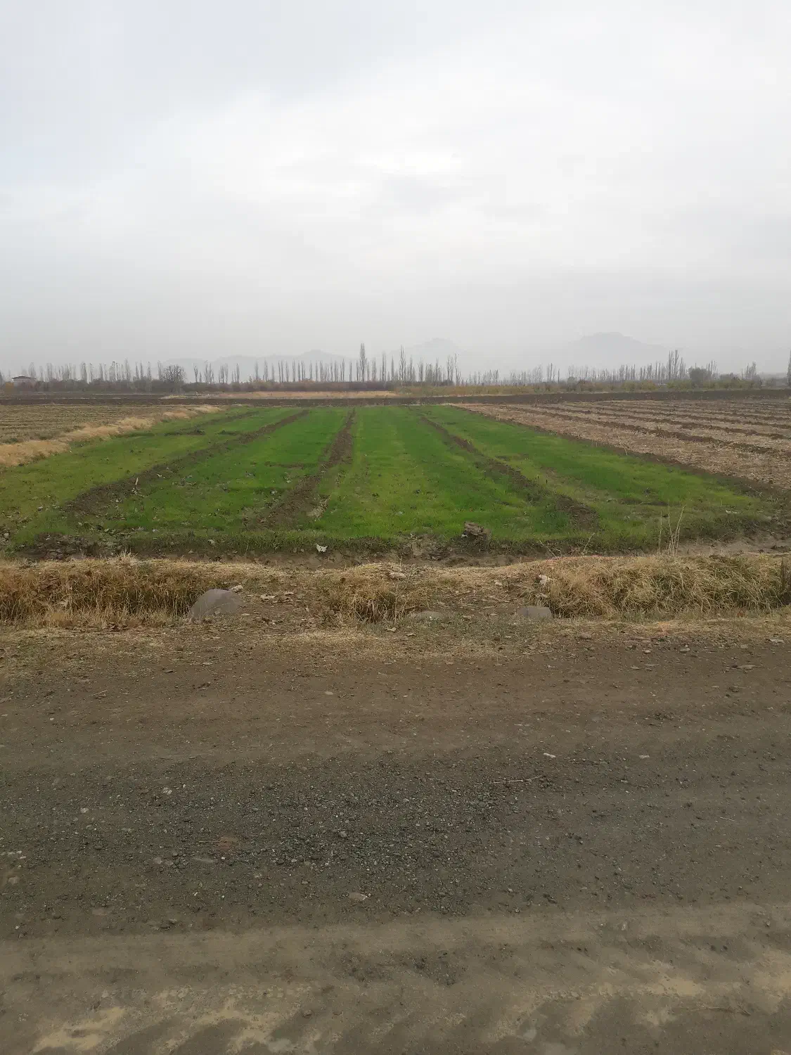 فروش زمین|فروش دفتر صنعتی، کشاورزی، تجاری|سلماس, |دیوار