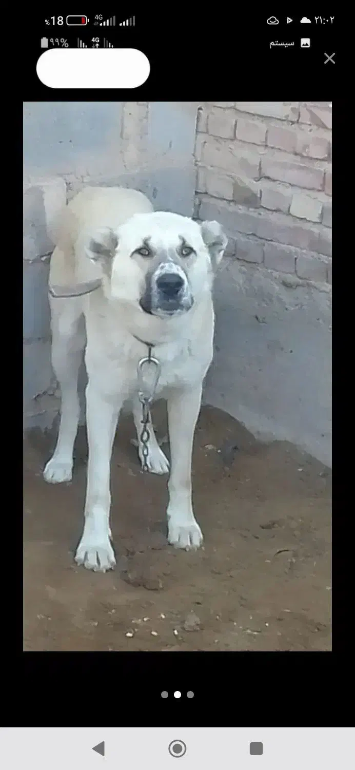 واگذاری سگ گله|سگ|لیلان, |دیوار