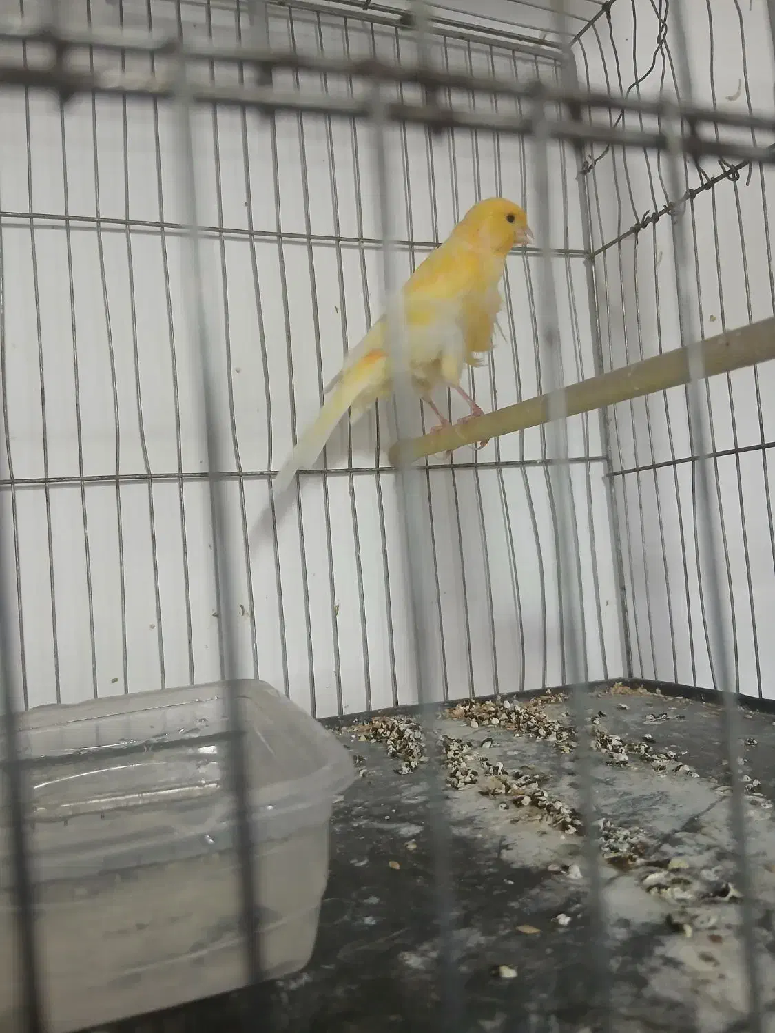 قناری ماده|پرنده|رباط‌کریم, کیکاور|دیوار