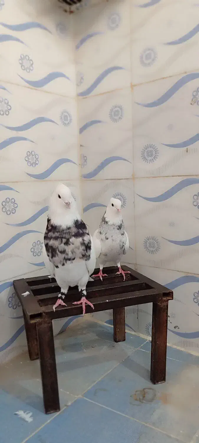 طوقی درجه یک|پرنده|چرام, |دیوار