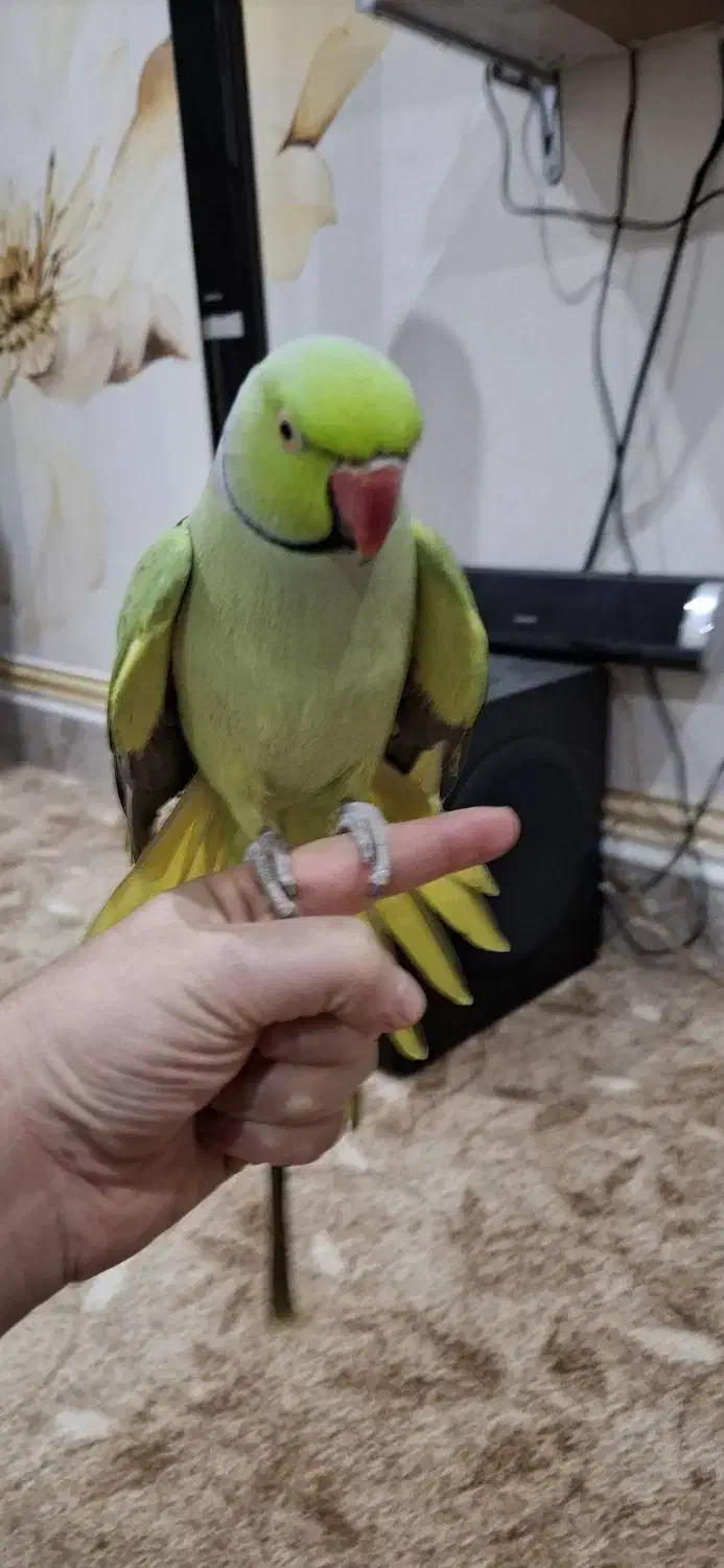 طوطی ملنگو|پرنده|سوسنگرد, |دیوار