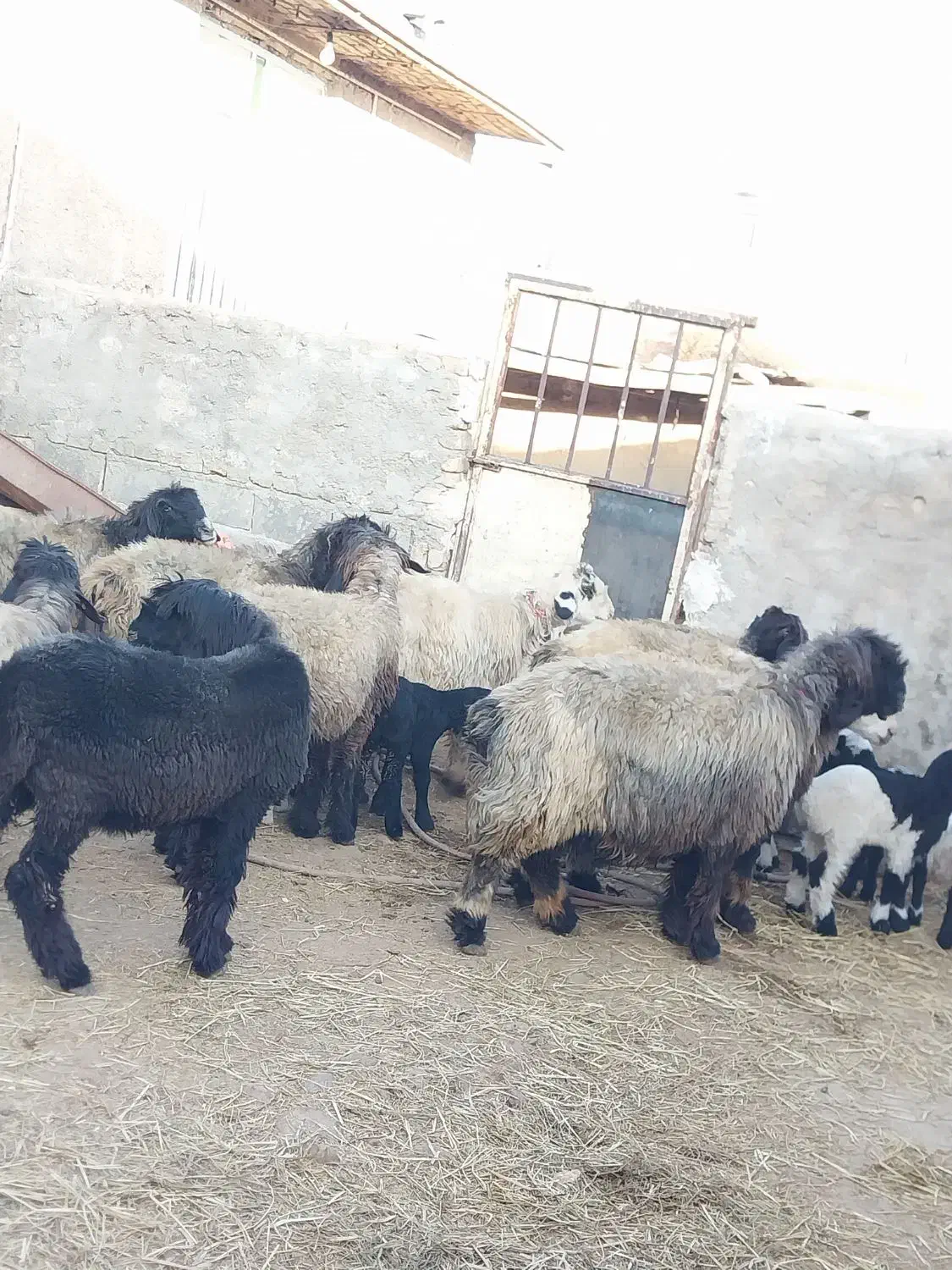 میش وبره ترکی بختیاری روزگاری|حیوانات مزرعه|کربال, |دیوار