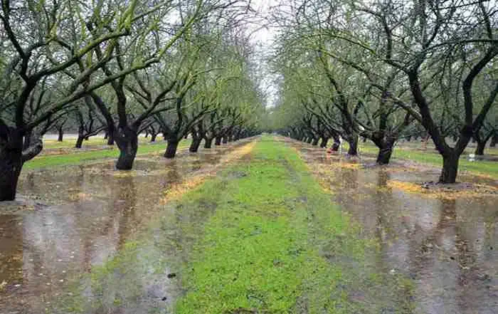 دو ساعت آب چاه موتور راه هوجقان|خدمات باغبانی و درختکاری|مرند, |دیوار
