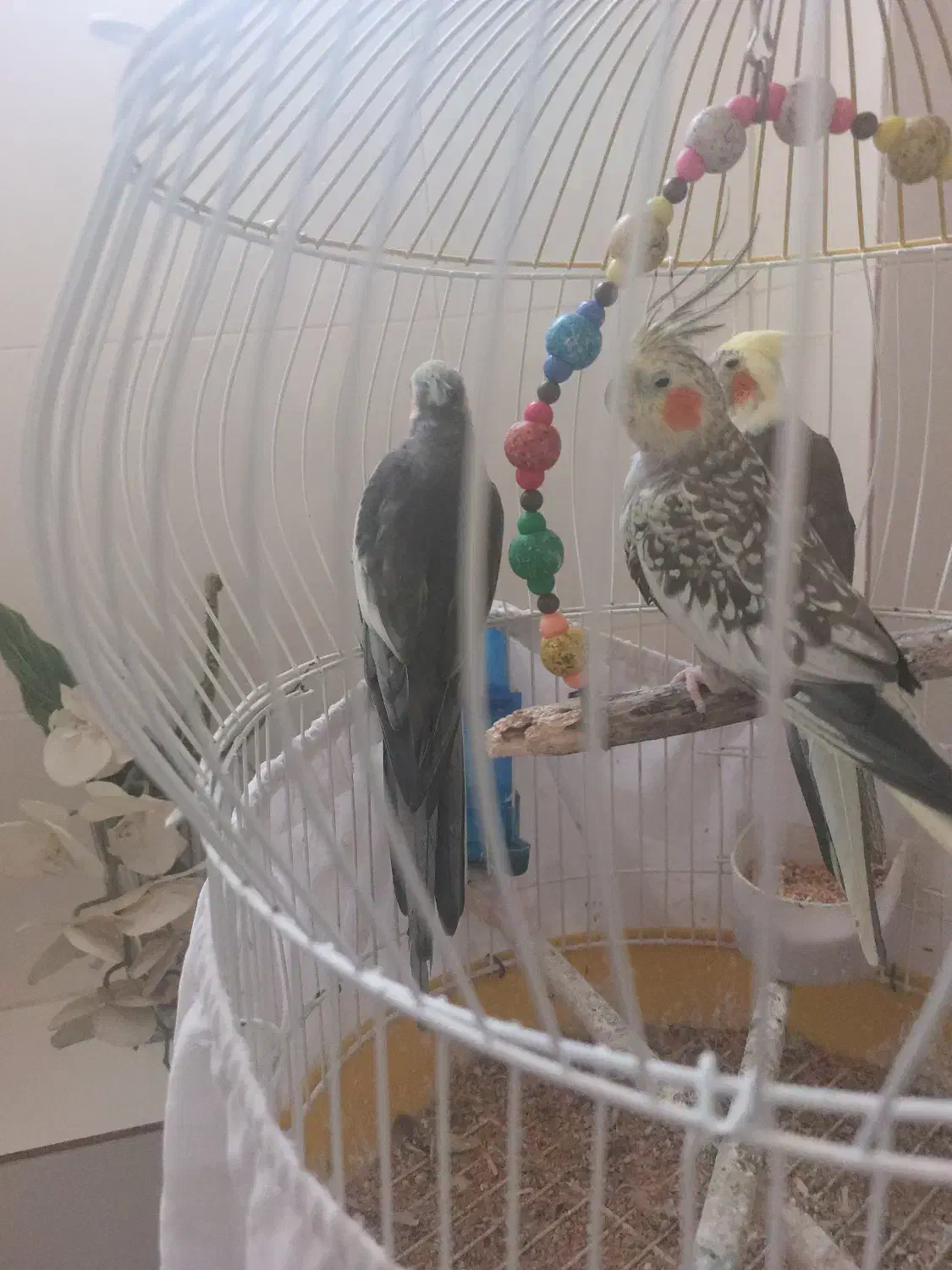 معاوضه عروس هلندی ماده با حیوانات مزرعه|پرنده|توتکابن, |دیوار