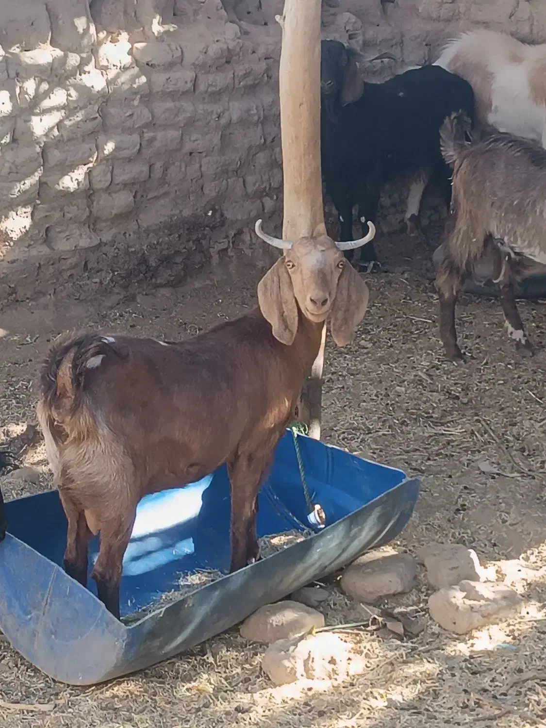 18ملیون|حیوانات مزرعه|سیب و سوران, |دیوار