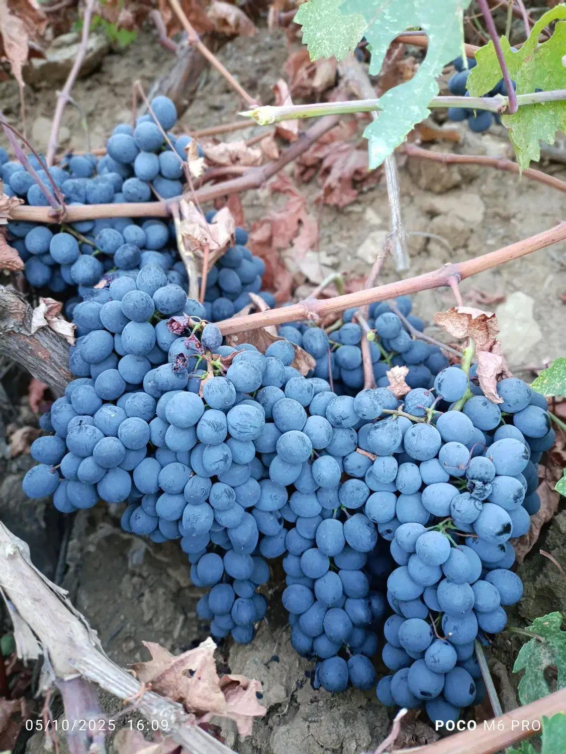 فروشی|حراج|رشت, آب و برق|دیوار