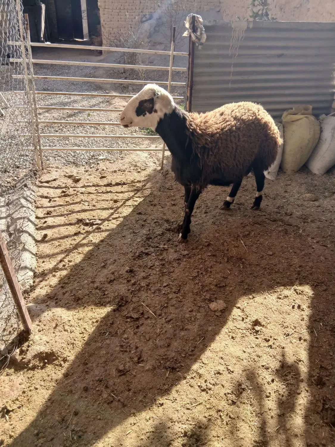 بره قوچ|حیوانات مزرعه|کنگاور, |دیوار