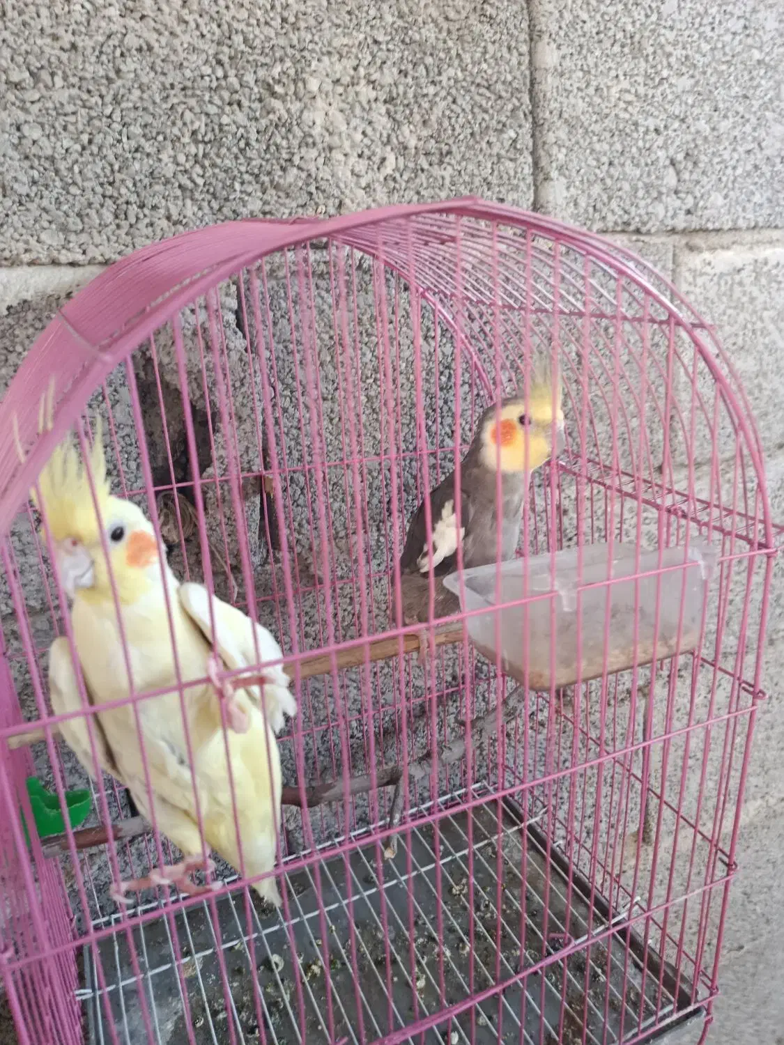 عروس هلندی|پرنده|سیمین شهر, |دیوار