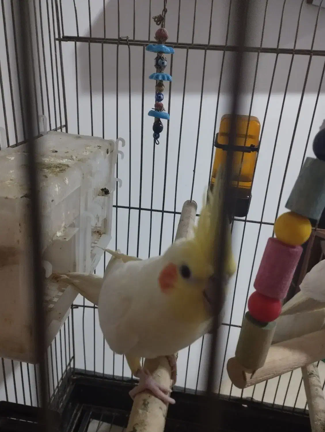 عروس هلندی|پرنده|تربت جام, مسکن مهر|دیوار