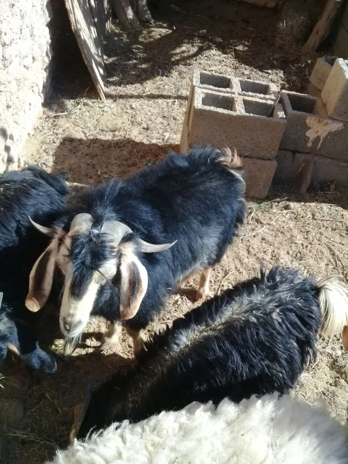 چبش|حیوانات مزرعه|مود, |دیوار