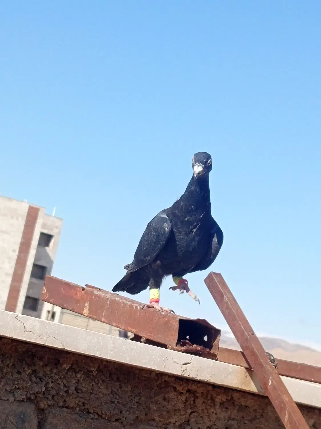 کفتر|پرنده|اسفراین, |دیوار