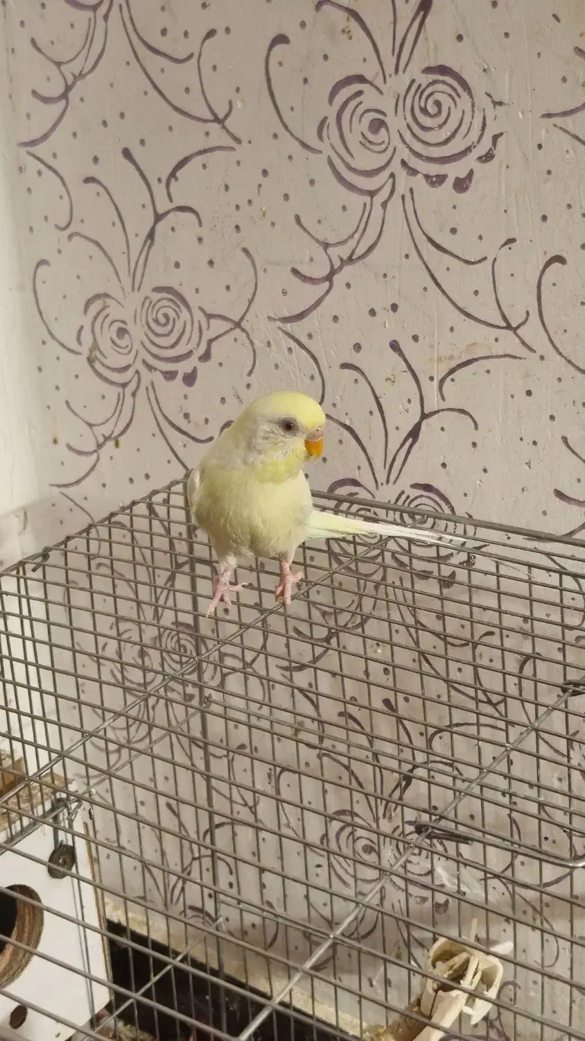 مرغ عشق ماده ۳۰۰ تومان دونه ای|پرنده|اهواز, پردیس|دیوار