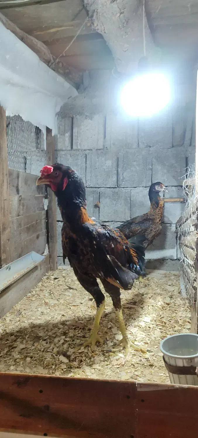 یک جفت لاری ۷ ماهه|حیوانات مزرعه|دالخانی, |دیوار