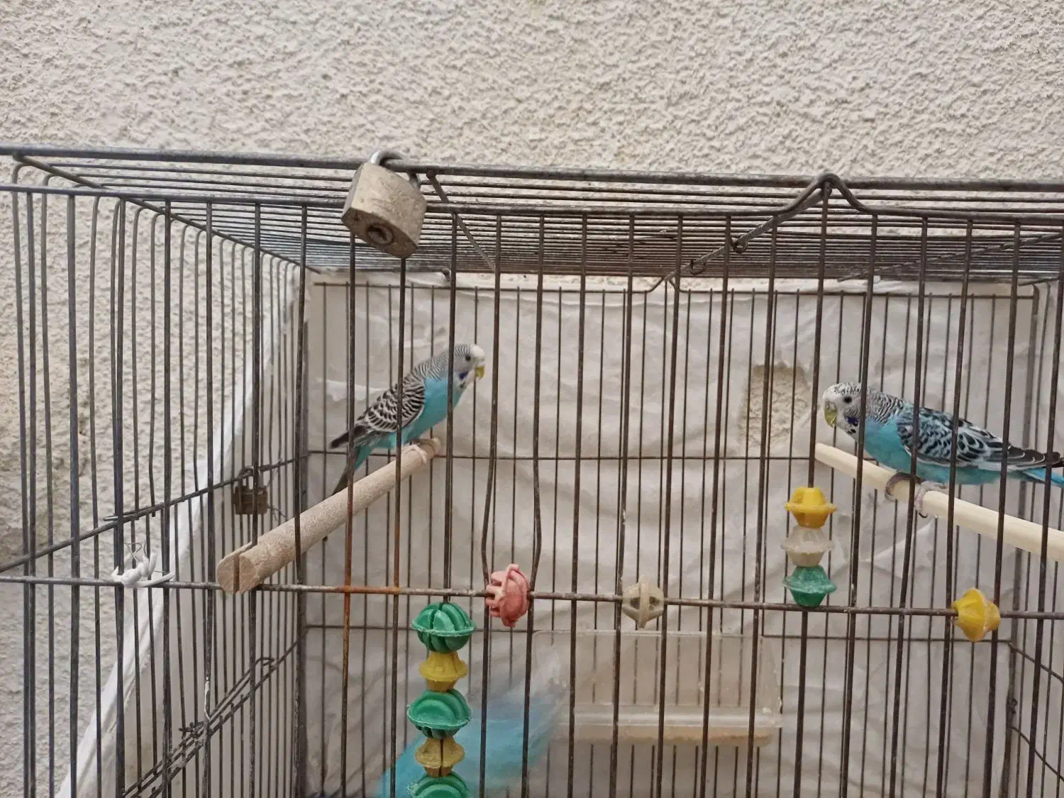 ۳ عدد مرغ عشق|پرنده|شاهین‌شهر, فردوسی|دیوار