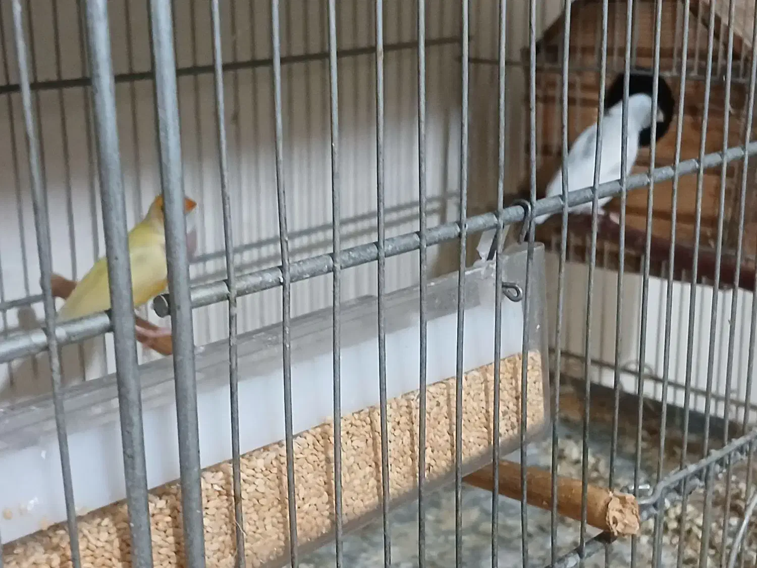 فنج گلدین|پرنده|چهارباغ, |دیوار