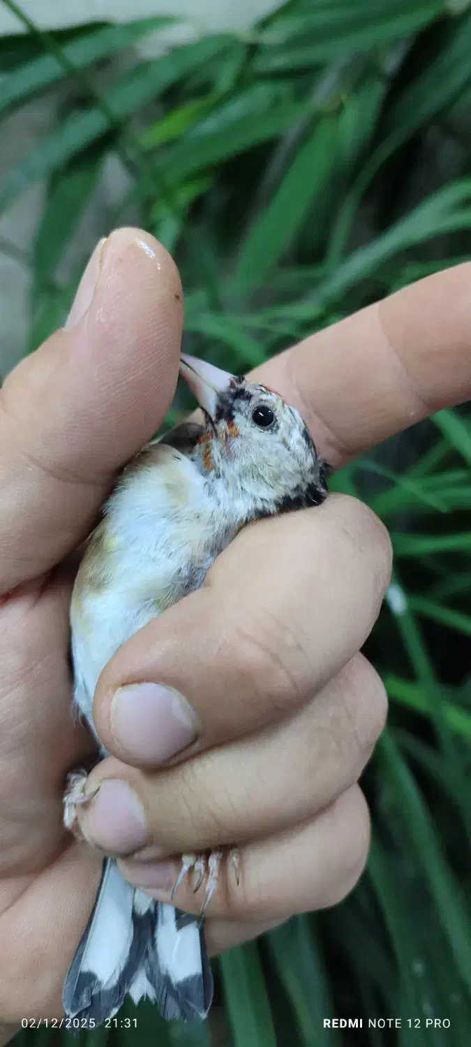 جوجه سهره نر|پرنده|تبریز, |دیوار