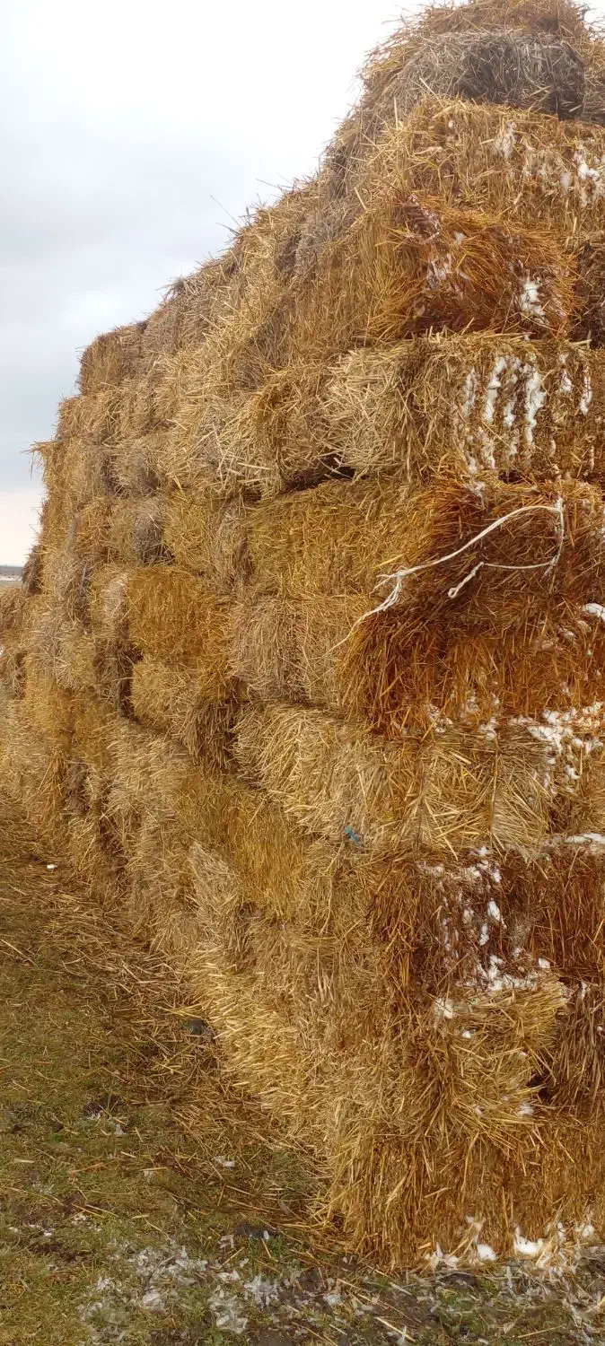 کاه|عمده‌فروشی|ویلکیج, |دیوار