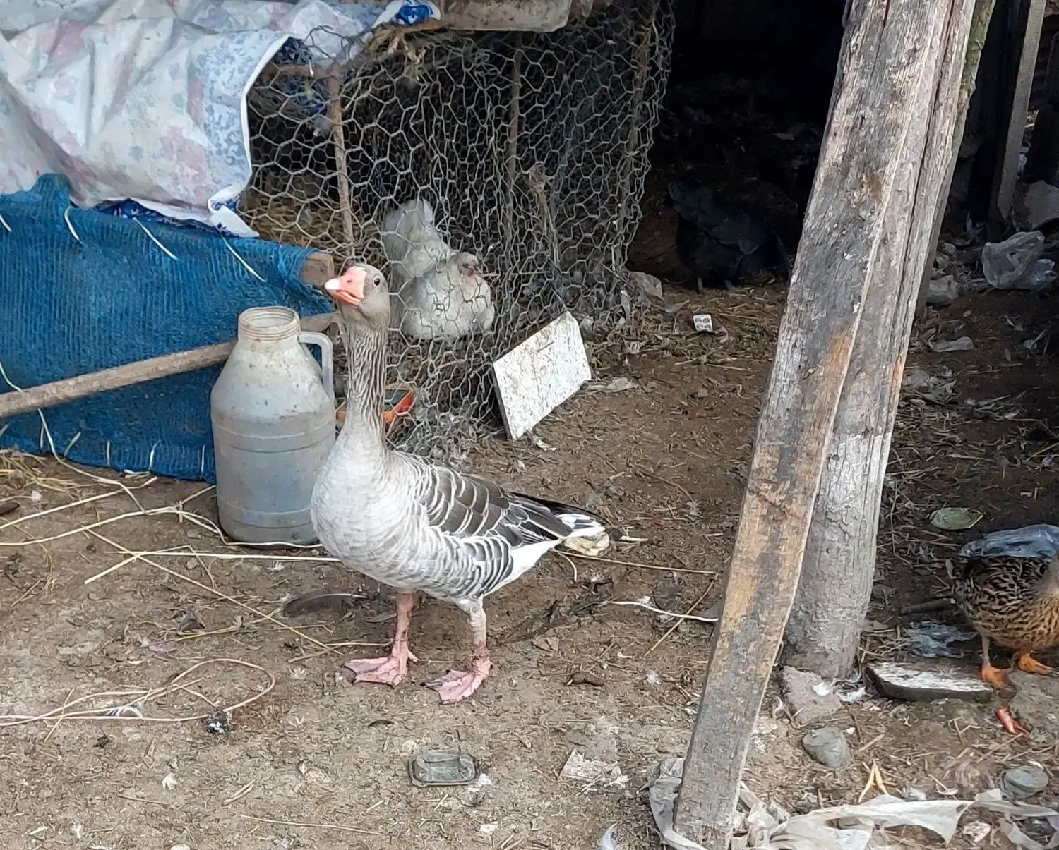 فروش تعداد۳ عدد غاز نمایی|حیوانات مزرعه|خمام, |دیوار