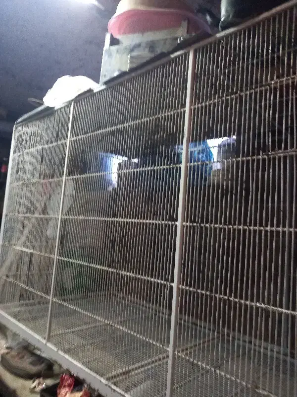 پران قفس|لوازم جانبی حیوانات|معصومیه, |دیوار