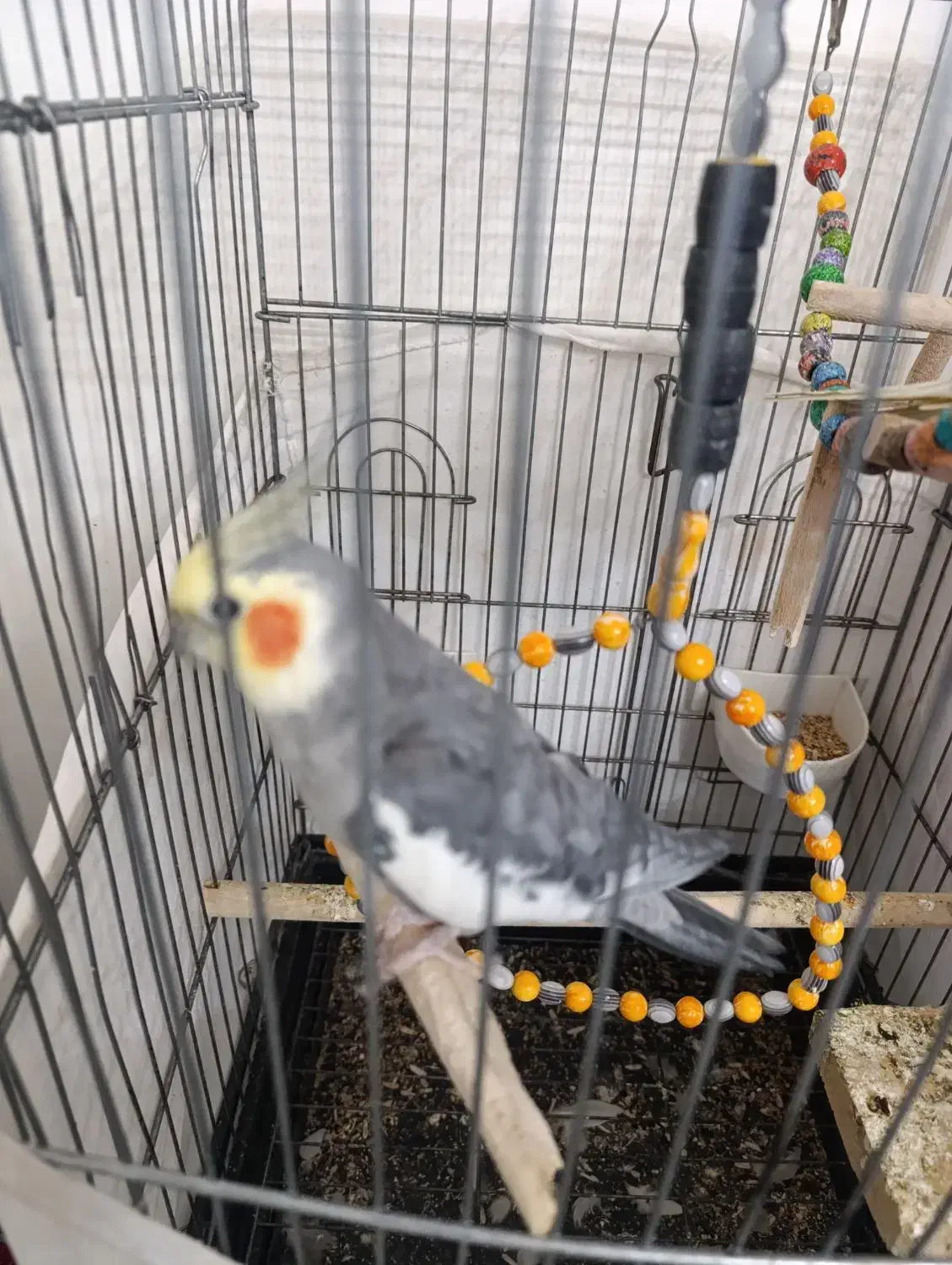 عروس هلندی|پرنده|تهران, هفده شهریور|دیوار