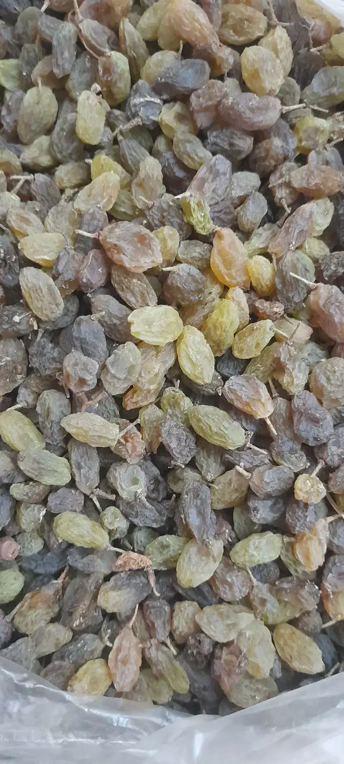 کشمش ، سایه خشک|خوردنی و آشامیدنی|ملایر, |دیوار